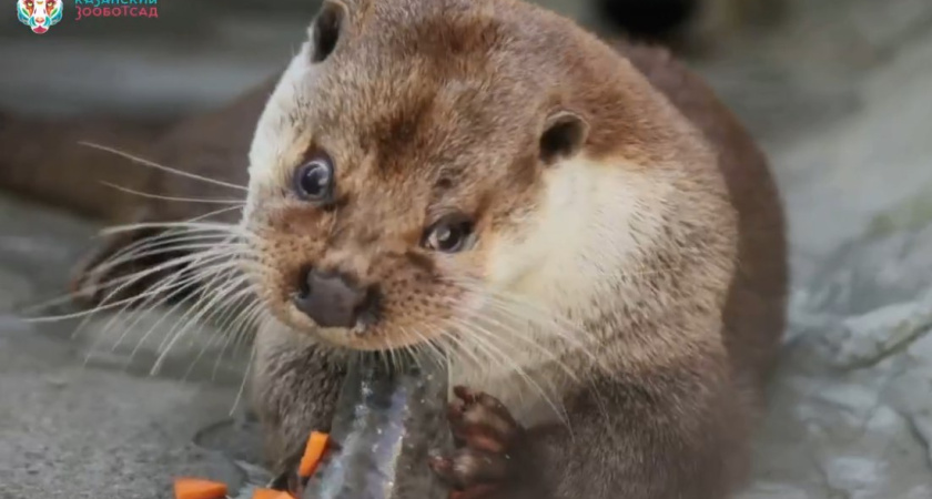 Самец выдры Гоша из зооботсада Казани отметил юбилей – ему подарили рыбный торт (видео)
