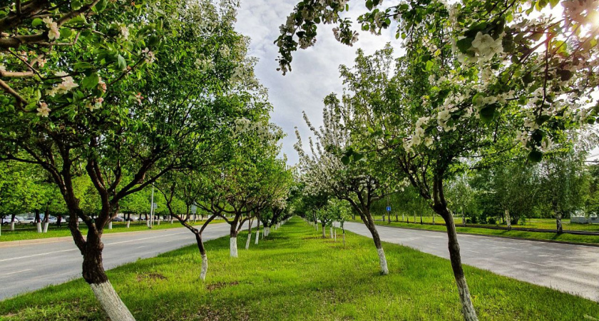 Голос города: как жители просят озеленить районы Челнов
