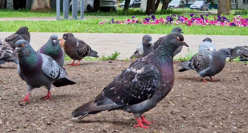 Минздрав РТ: Лихорадку Западного Нила в Татарстан принесли перелетные птицы