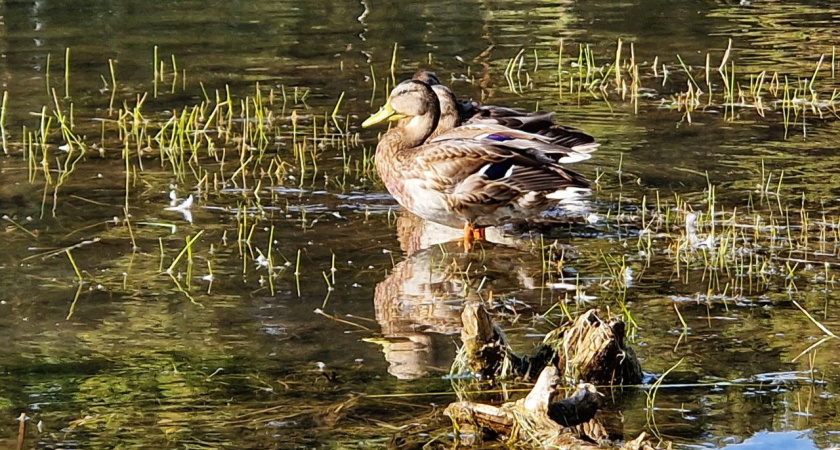 На озеро в парке Прибрежном в Челнах вернулись утки