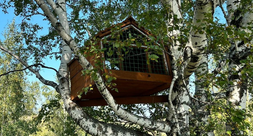 Соколы-балобаны, выпущенные на волю в Татарстане, осваивают новые территории