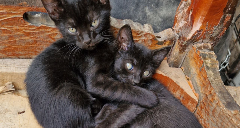 В Татарстане пожарный спас котенка, провалившегося в двухметровую трубу (видео)