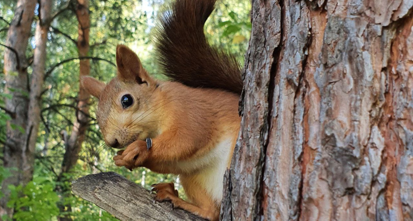 В парке «Семья» в Нижнекамске установили 15 новых домиков для белок