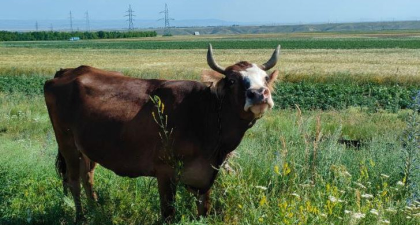 Глава минсельхозпрода РТ: «86% доильного оборудования в Татарстане – импортные»