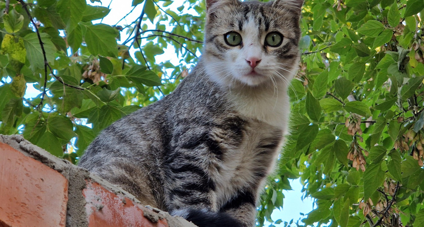 «Бездомным кошкам нужен уход»: IT-компания из Челнов открыла гостиницу для кошек