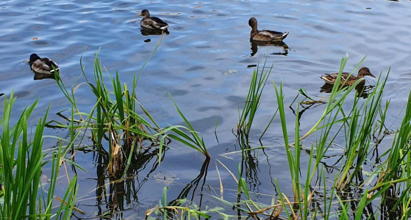 Под Нижнекамском пересчитали уток и лысух