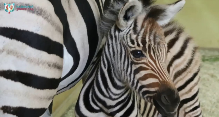 Семья зебр в зооботсаду Казани обзавелась потомством (видео)