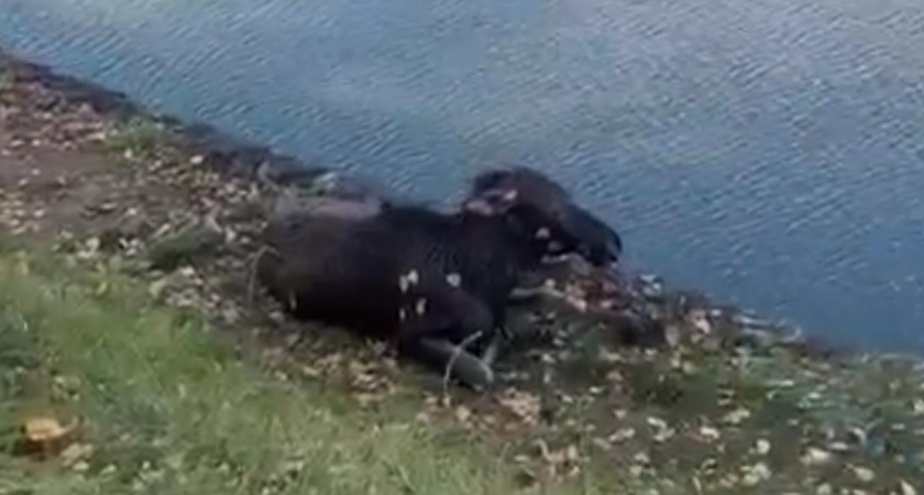 В Татарстане спасли тонущего лосенка (видео)