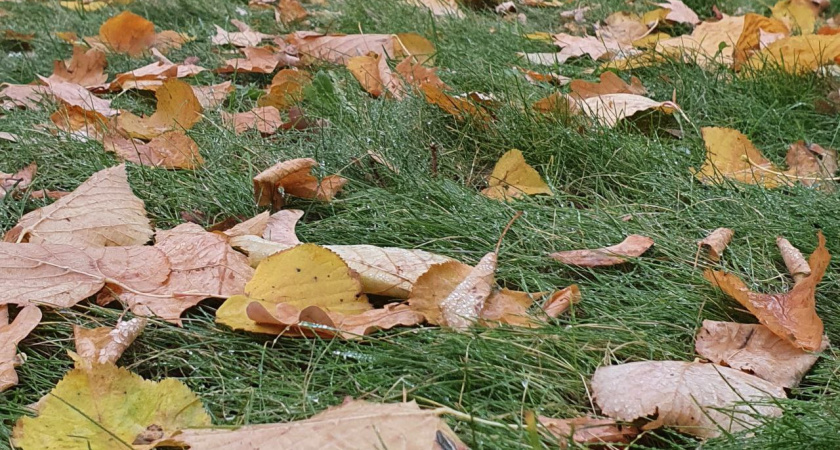 Добровольцев в Челнах приглашают на субботник у дома-интерната