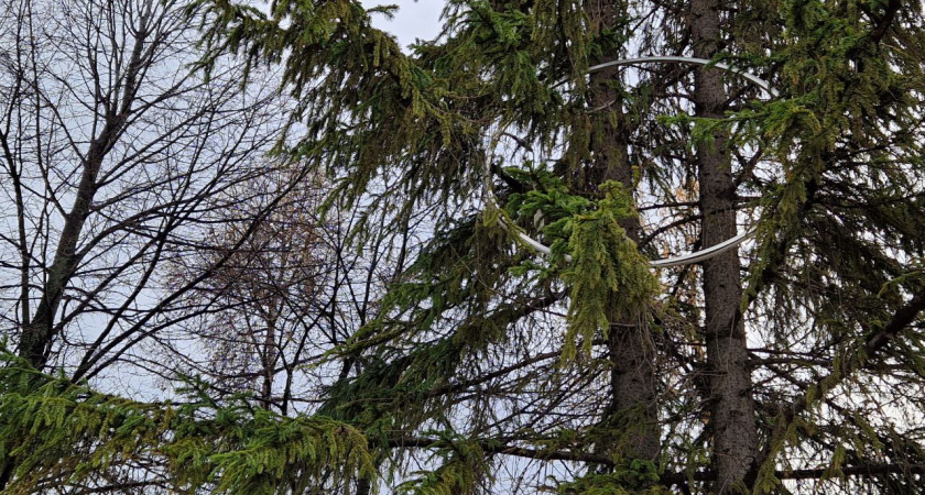 Новогодние елки подорожают на 20% 