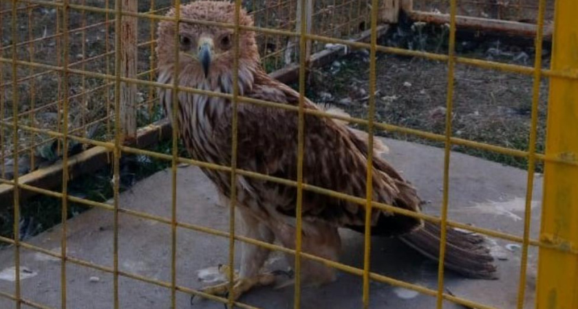 В Татарстане спасли краснокнижного орлана