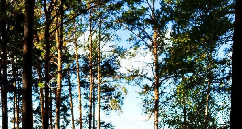 Экс-сотрудник Госкомитета РТ по биоресурсам обвиняется в экологическом преступлении