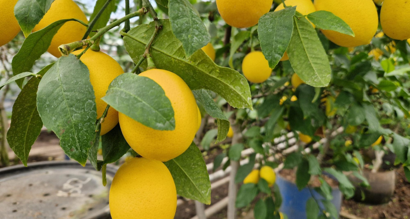 Лимонный рай: как в теплице КБК им. Титова более 30 лет выращивают цитрусовые