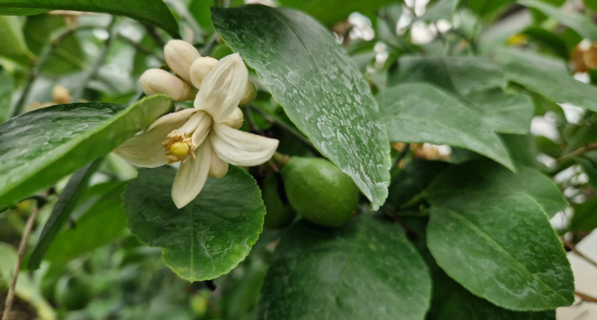 В теплице КБК им. Титова в Челнах собрали первый урожай фейхоа
