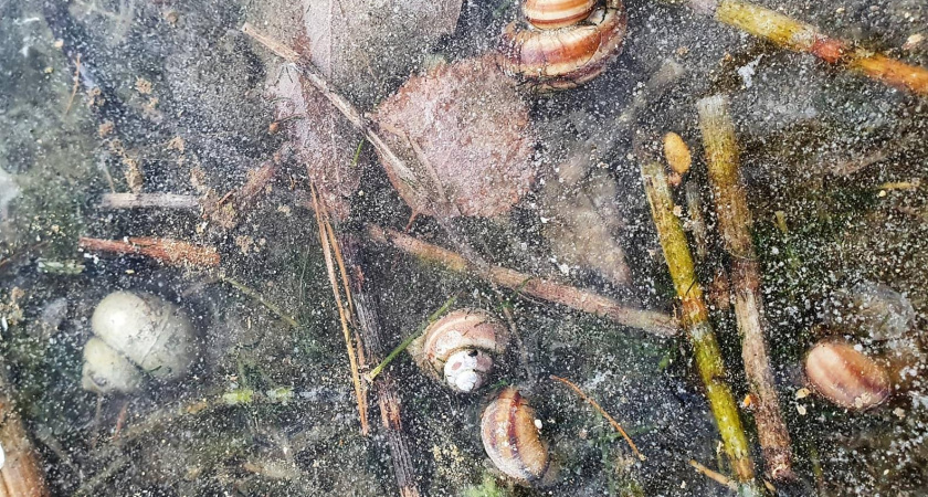 Жителей Челнов призвали не выходить на лед озера в парке Прибрежном