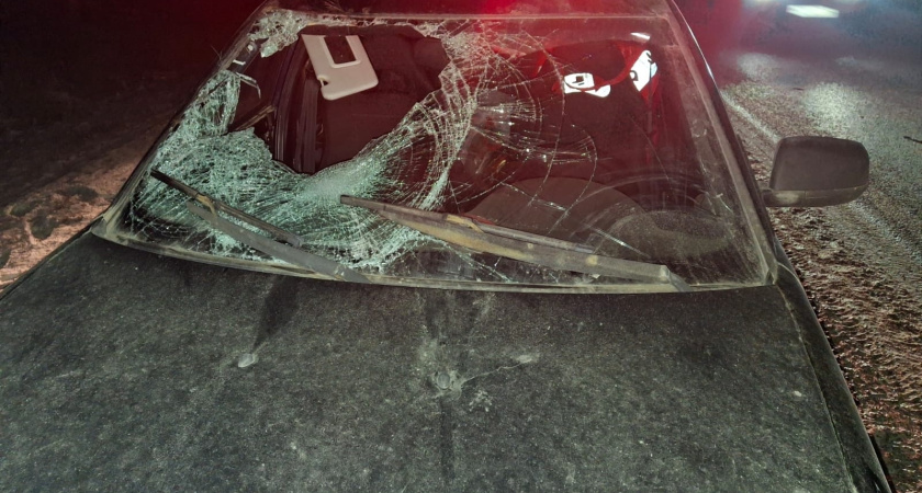 Под Нижнекамском сбили лося – в ДТП пострадал человек