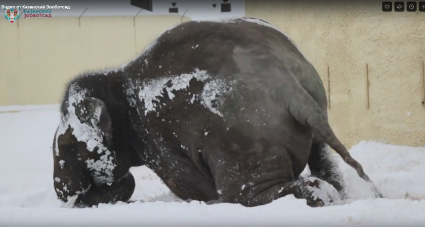Слон Филимон из зооботсада в Казани встретил снегопад, валяясь в сугробах (видео)