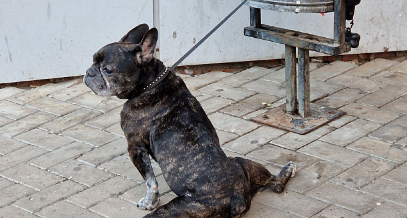 В Татарстане ввели обязательную регистрацию собак