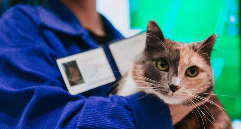 В вуз Альметьевска зачислили кошку и выдали ей студенческий билет