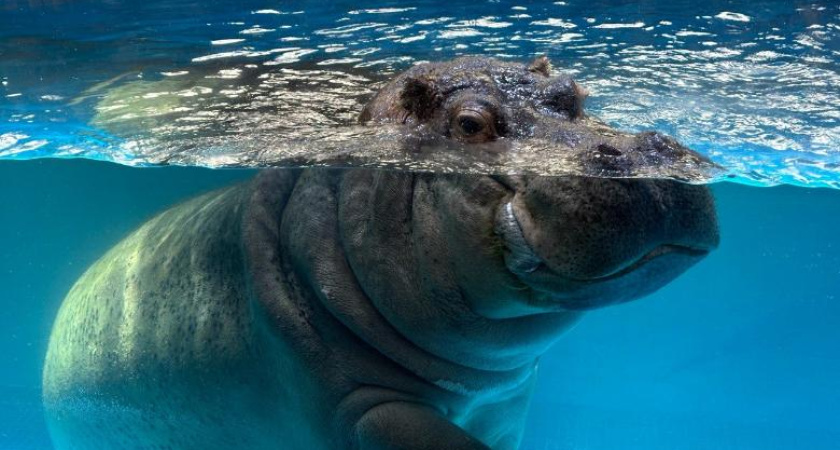 Бегемотиха Захарья из зооботсада Казани номинирована на международную премию