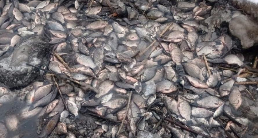 Причастным к массовой гибели рыбы в Тукаевском районе грозит уголовка