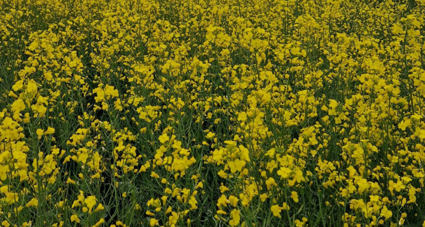 Татарстану из-за теплой зимы грозит нашествие саранчи