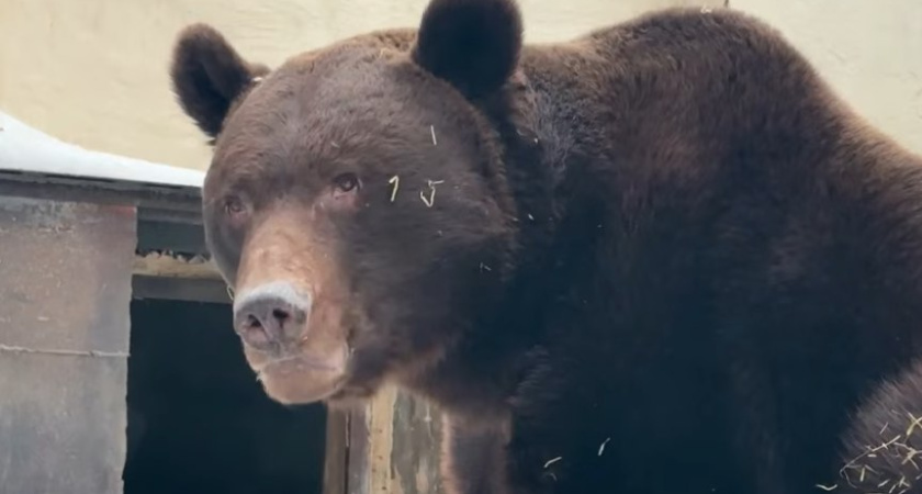 В зооботсаду Казани вышел из зимней спячки медведь Фома (видео)