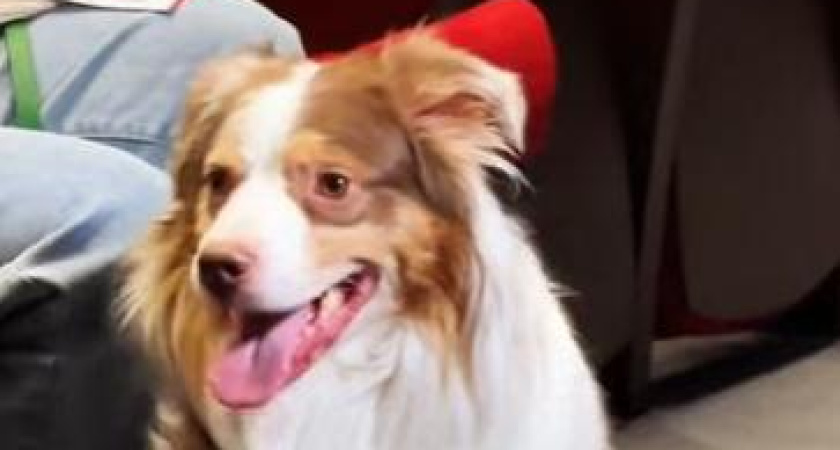 В театре «Мастеровые» прошел собачий кастинг на роль Шарика (видео)