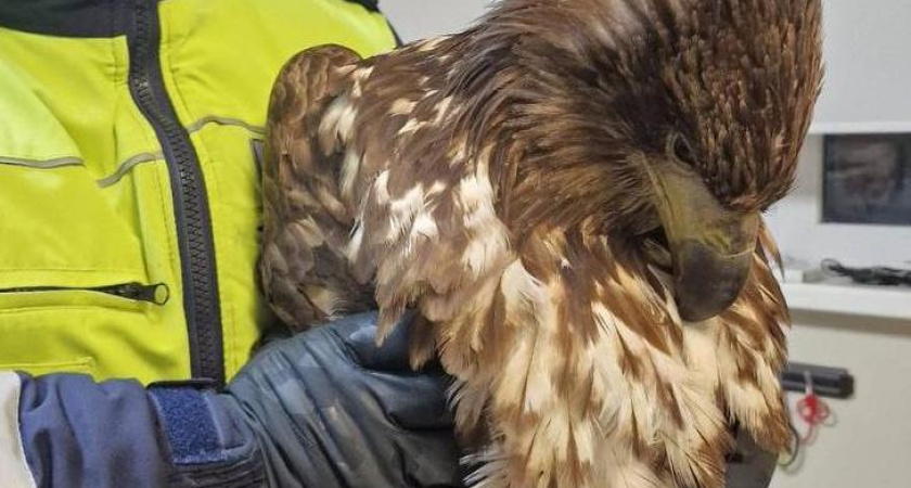 В Татарстане орлан-белохвост врезался в грузовик – птицу удалось спасти