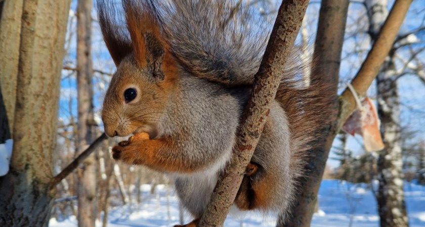Жителей Татарстана предупредили о 28-градусных морозах