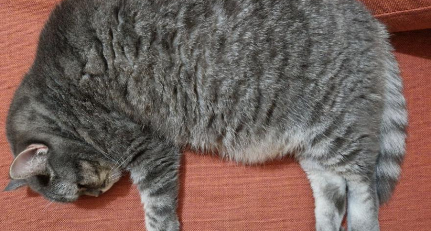 Жители Казани признались, что их коты любят «батониться»