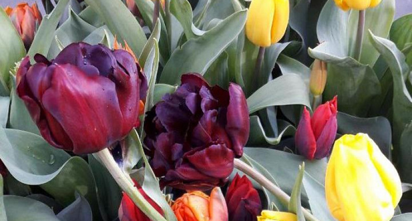 8 Марта в Челнах: где бесплатно поздравят челнинок