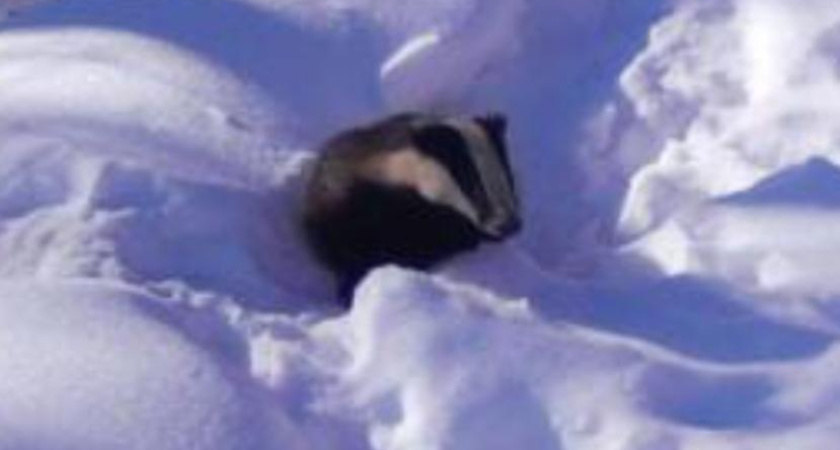 В Татарстане после зимней спячки проснулись сурки и барсуки