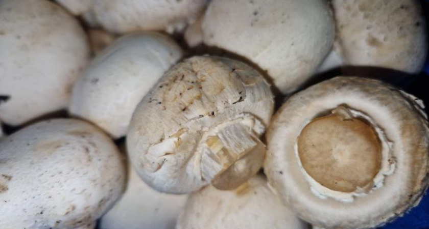 На директора агрокомплекса в Елабуге завели уголовку из-за невыплаты зарплаты сотрудникам