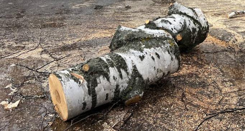 Заслуженный лесовод РФ призвал челнинцев не беспокоиться из-за вырубки деревьев