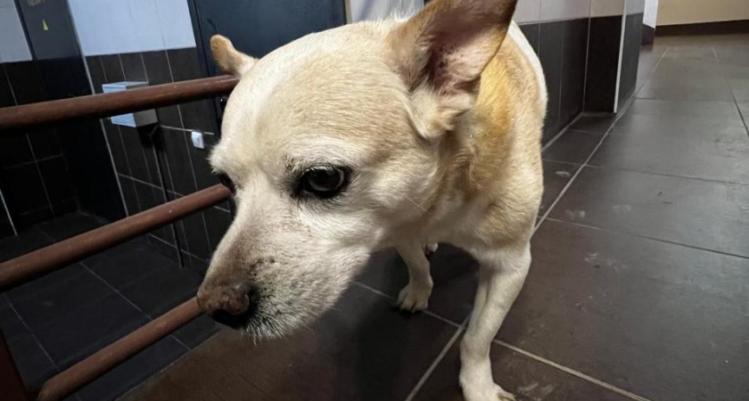 Домашние и беспризорные: Татарстан занял четвертое место по числу нападений собак на людей