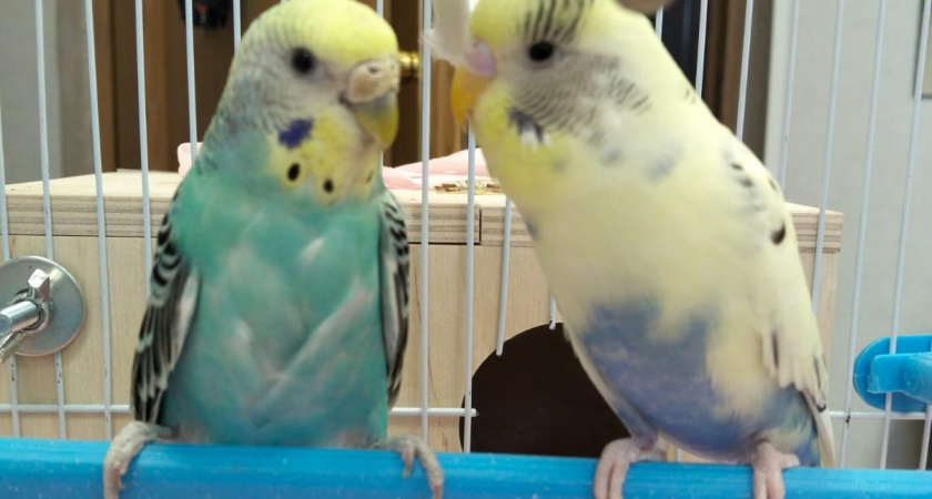История любви Шуры и Кеши: как в Органном зале Челнов обосновалась семья попугаев