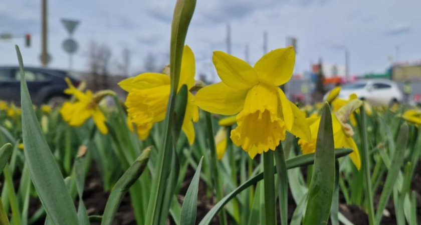 На клумбах Челнов начали расцветать первые цветы (фото)
