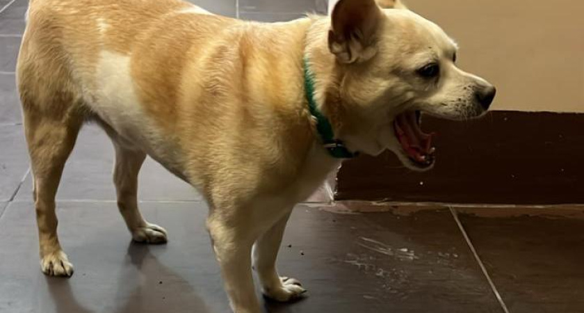 Татарстанцев начнут штрафовать за отсутствие регистрации у собак