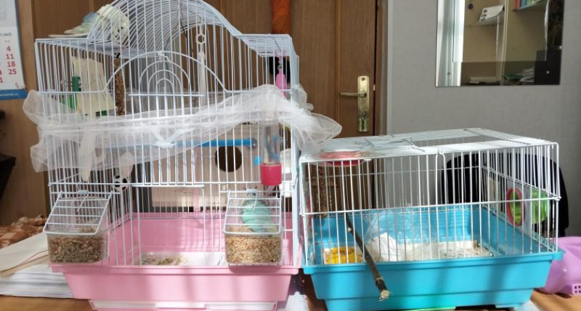 В Органном зале Челнов расселили попугаев – пара начала ссориться