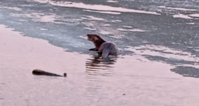 В Татарстане заметили краснокнижную выдру (видео)