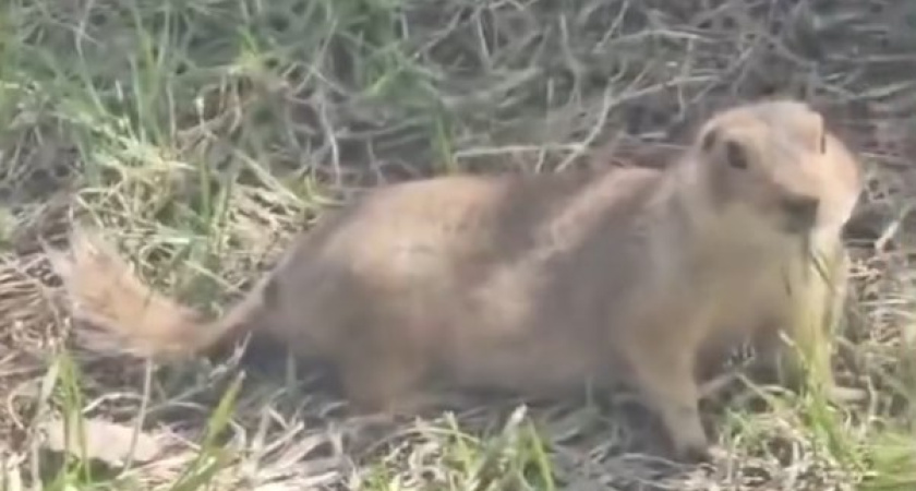 В горсуд Челнов наведались суслики (видео)