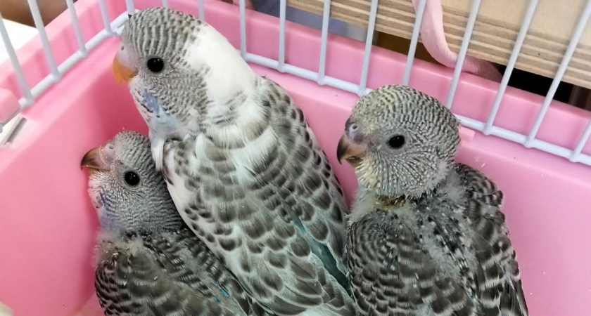 Птенцы попугаев из Органного зала Челнов оказались необычного окраса (фото)