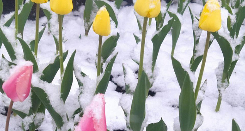 Жителей Татарстана предупредили о заморозках до минус 2 градусов