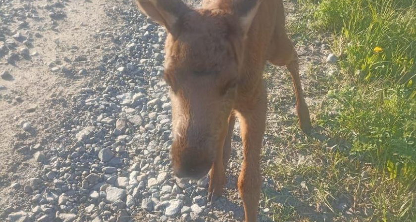 В Татарстане спасли лосенка, едва не утонувшего в болоте