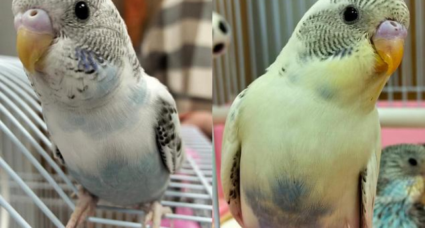 Попугаям из Органного зала Челнов срочно ищут новых хозяев