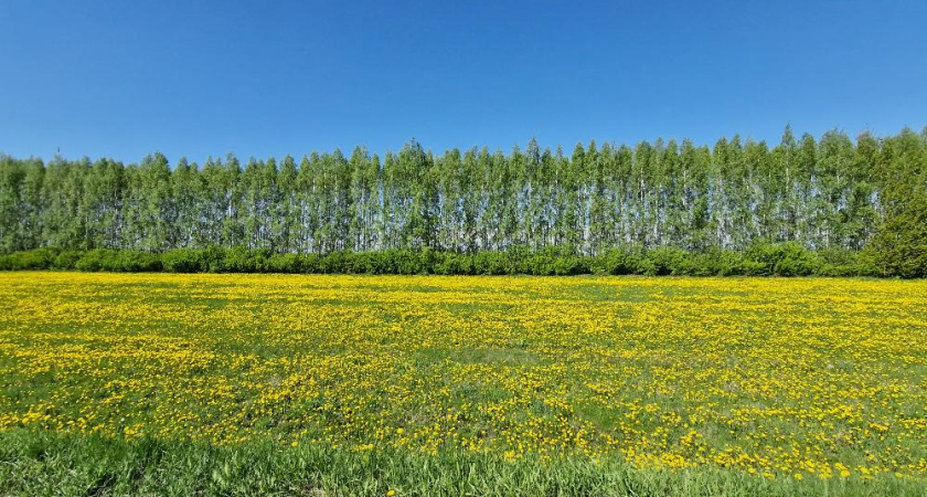 В Татарстане в ближайшие дни потеплеет до плюс 23 градусов