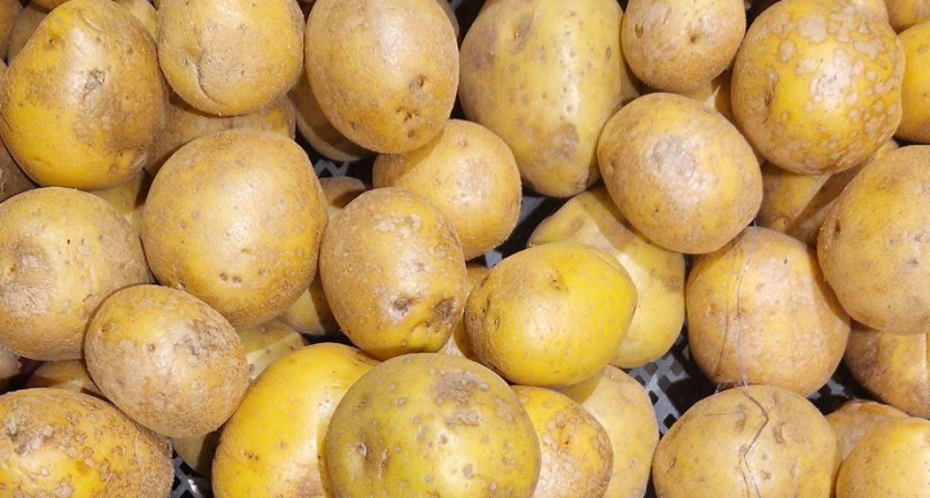 За неделю цены на картофель в Татарстане подскочили на 8%