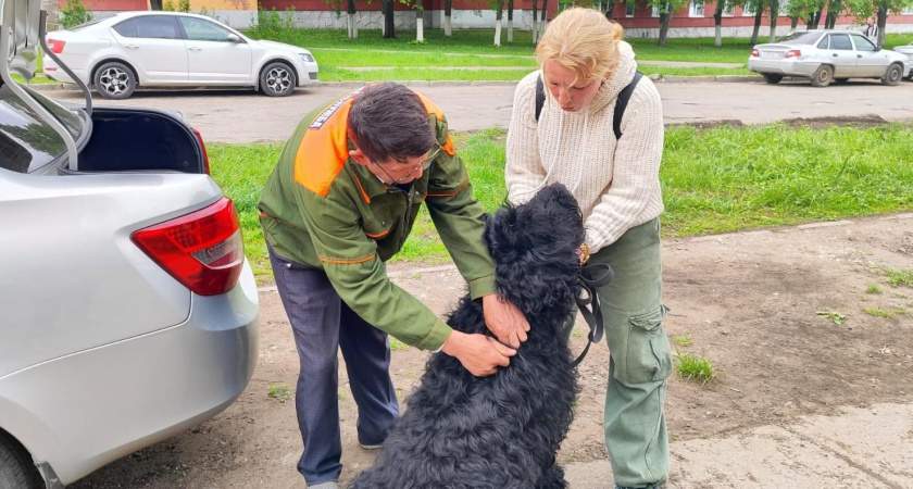 В Челнах продолжают чипировать собак во дворах (график)