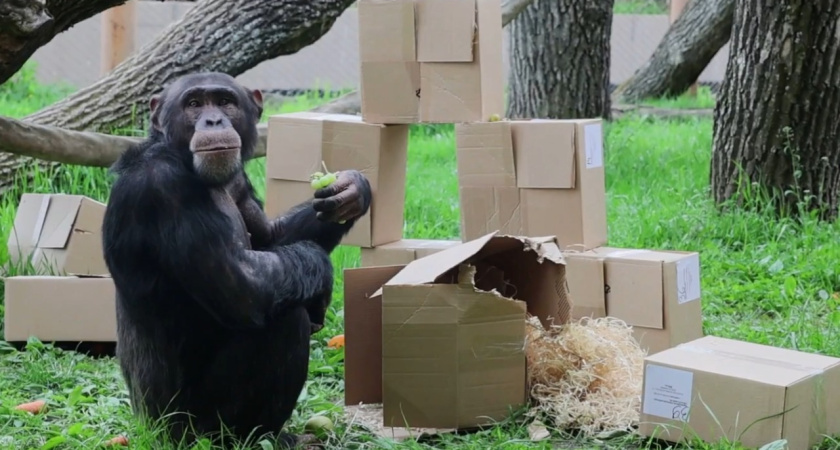 Шимпанзе Малик из Казанского зооботсада отметил свое 18-летие (видео)